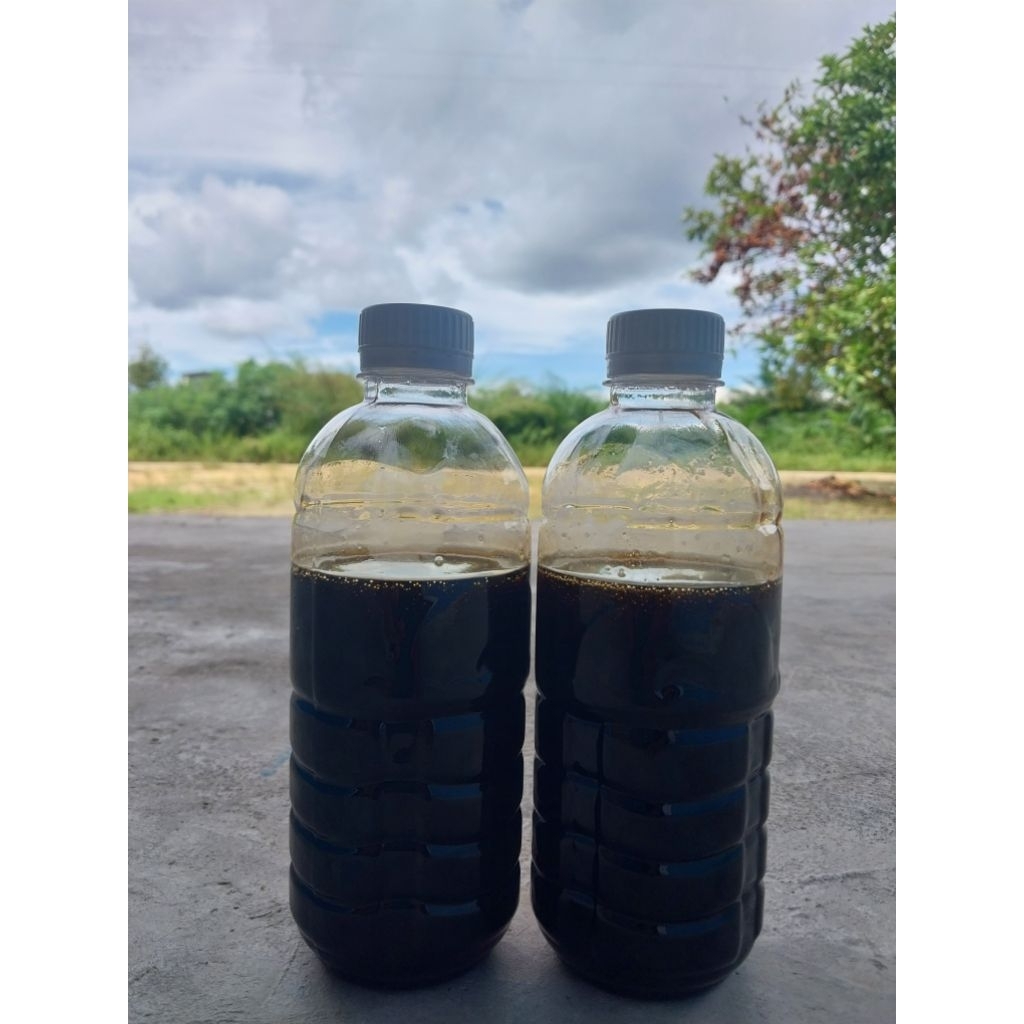 

MADU ASLI HUTAN AKASIA