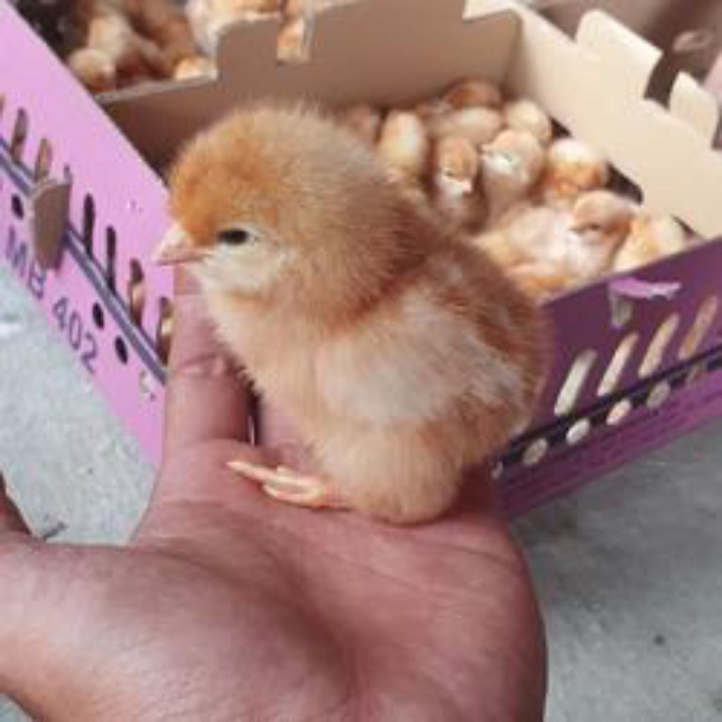 Doc Ayam Petelur Super Grade A Sudah Vaksin