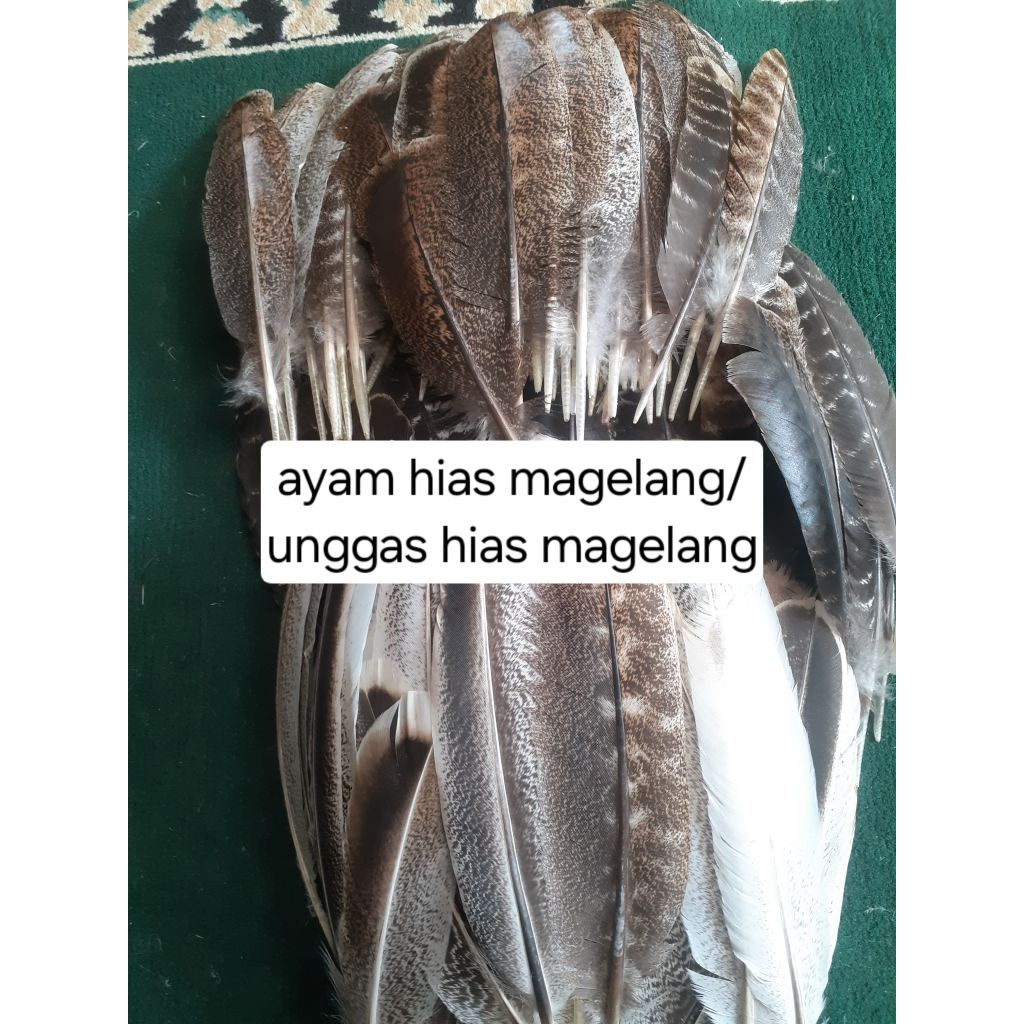 bulu kalkun sekunder