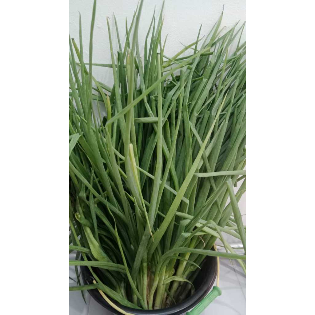 

Daun Bawang Segar 250 gr
