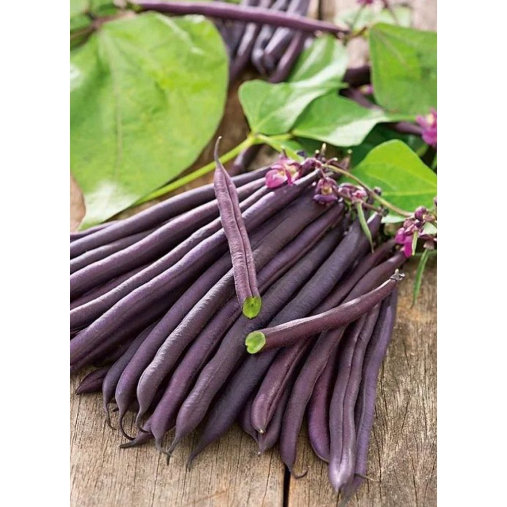 2 Benih Biji Buncis Ungu