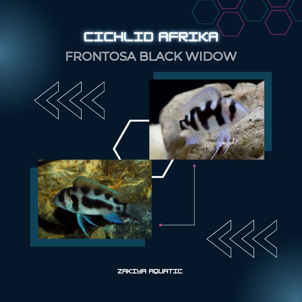 Frontosa Black Widow Cichlid Afrika Pure