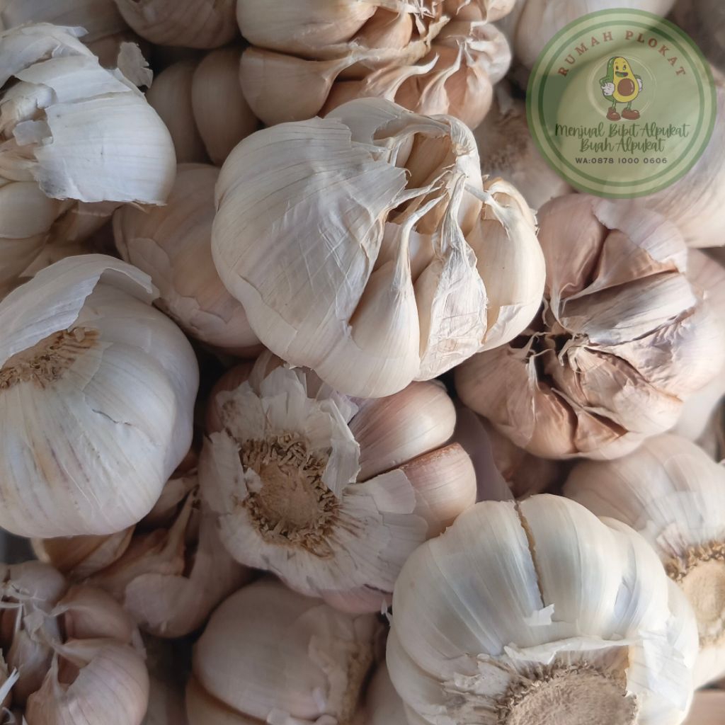 

Bawang Sinco fress Berat 1 kg