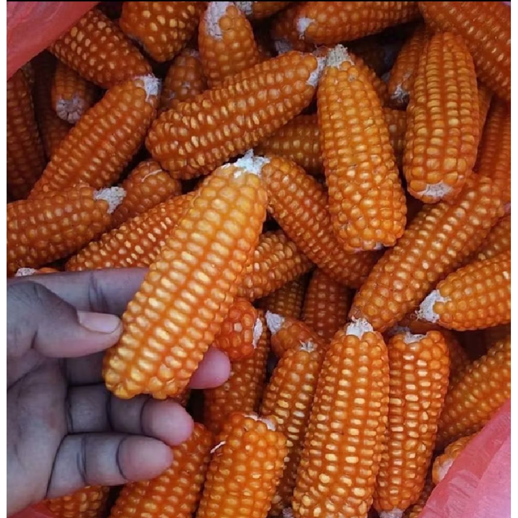

jagung Madura kecil dengan bonggolnya 1kg