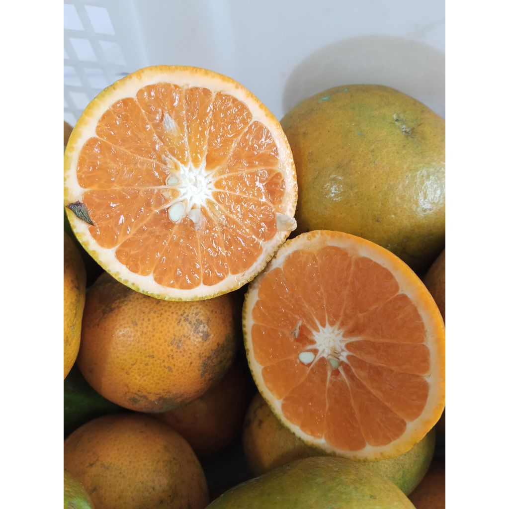 

Jeruk Sunkist Madu Jeruk Pulpy Jeruk Berastagi Manis