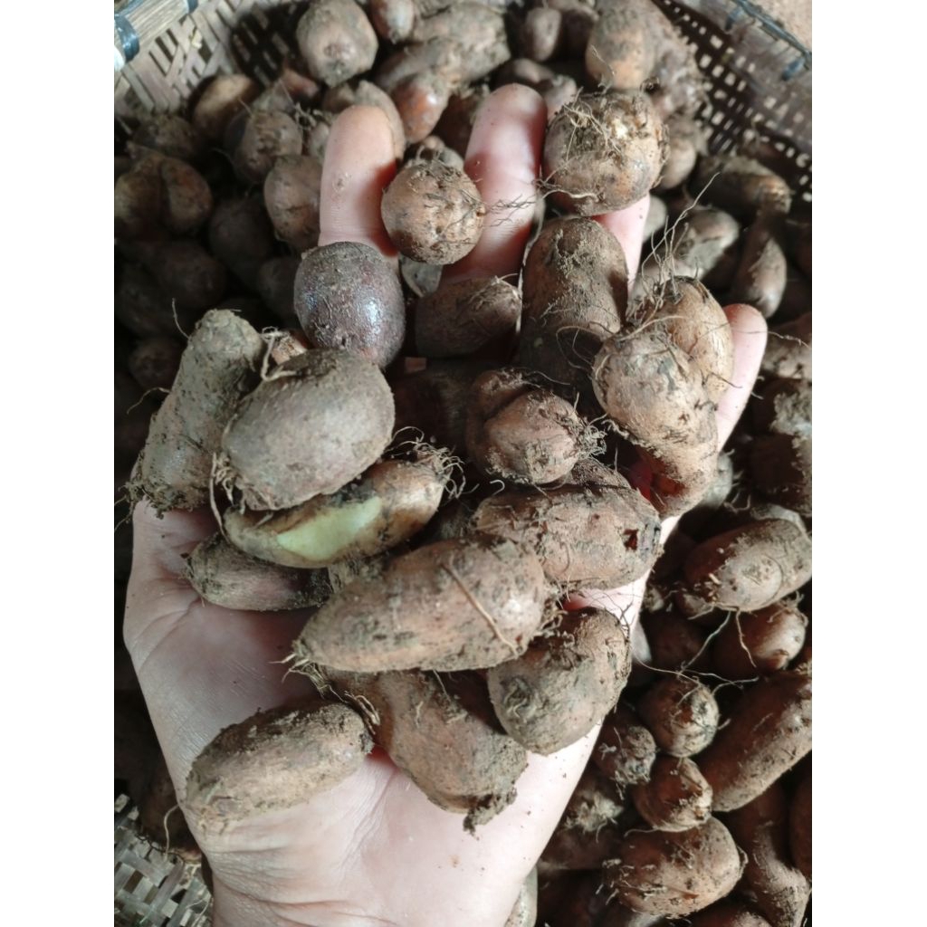 

Kumbili /Gembil / Kentang hitam / Ubi kecil / kentang kecil