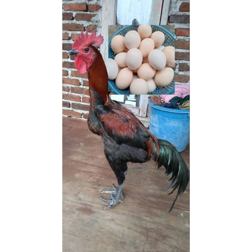 telur ayam pelung fresh..minat anakan bisa japri