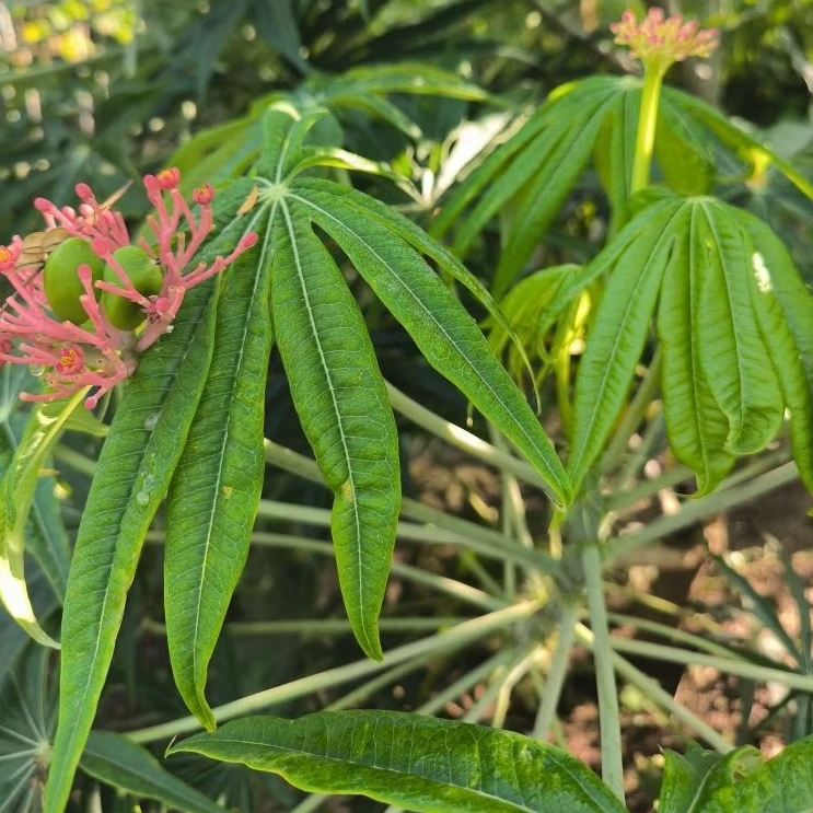 Stek tanaman Yodium yudium tanaman betadine obat luka