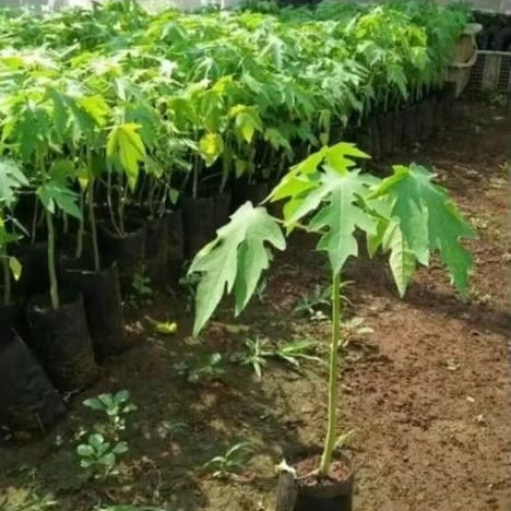 Bibit buah Pepaya California Madu