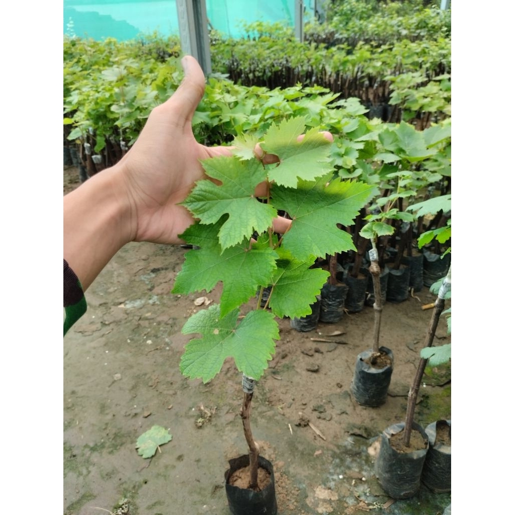 BIBIT ANGGUR IMPORT VALID