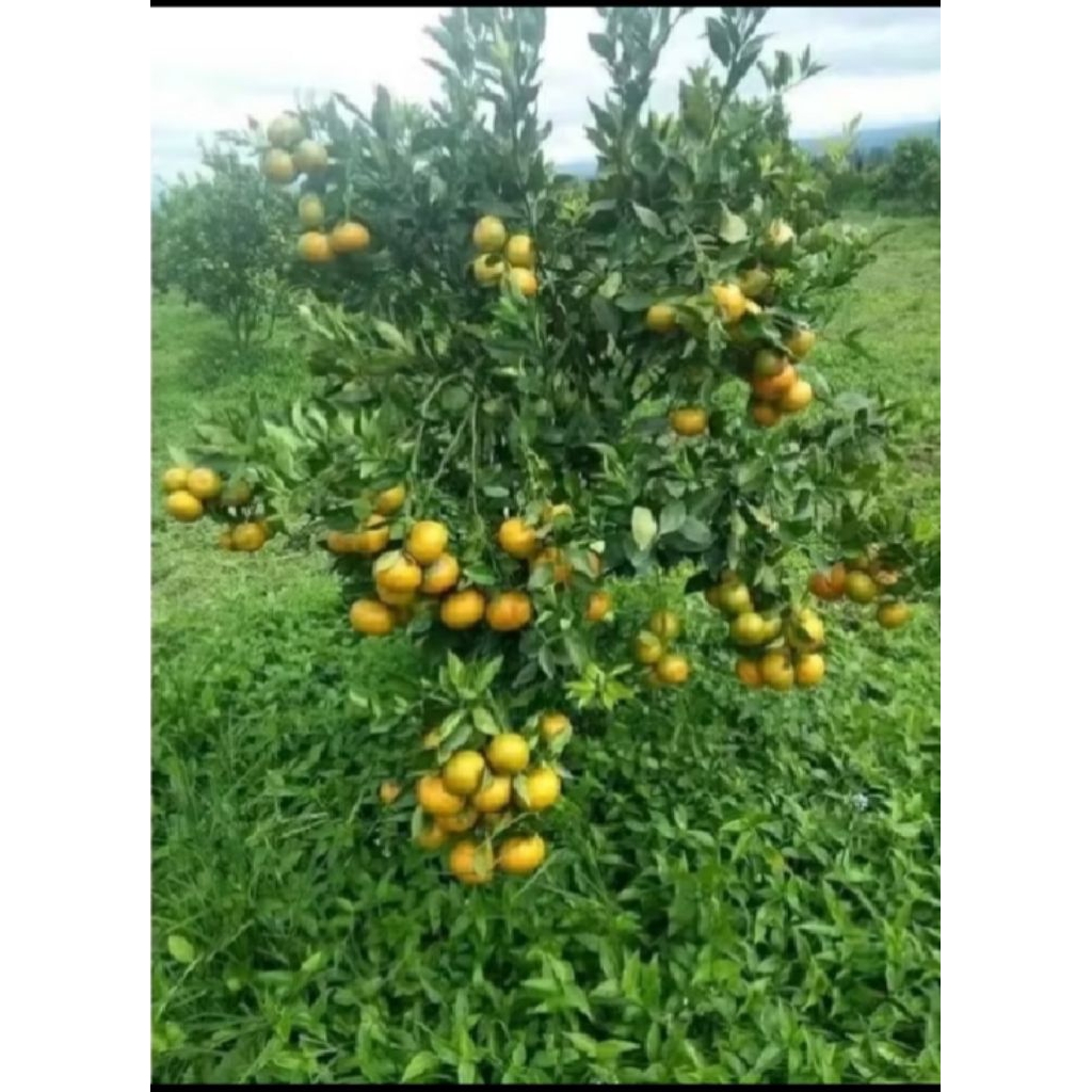 

indukan jeruk Siem madu