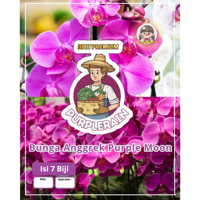 Bibit Premium Bunga Anggrek Purple Moon | Biji Benih Bunga Anggrek Purple Moon | Bunga Anggrek