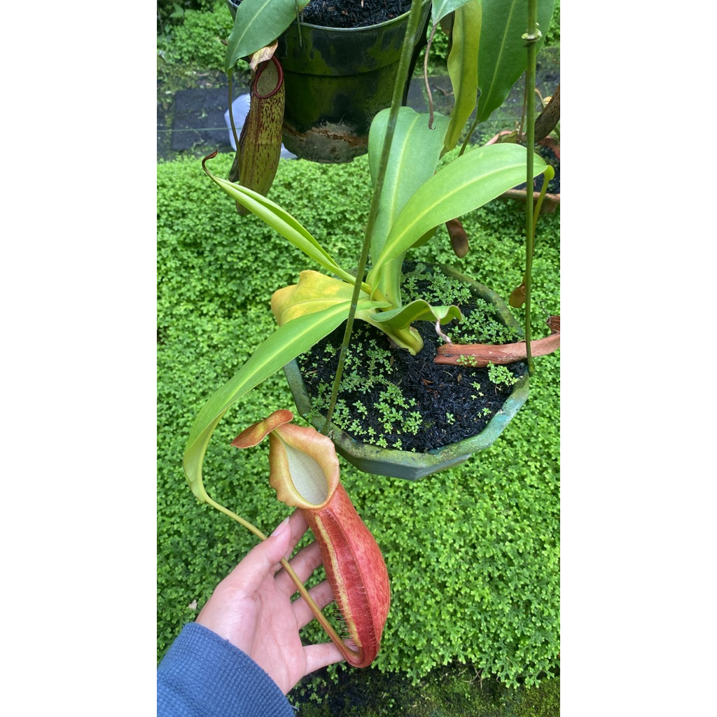 Kantung Semar Adrianii