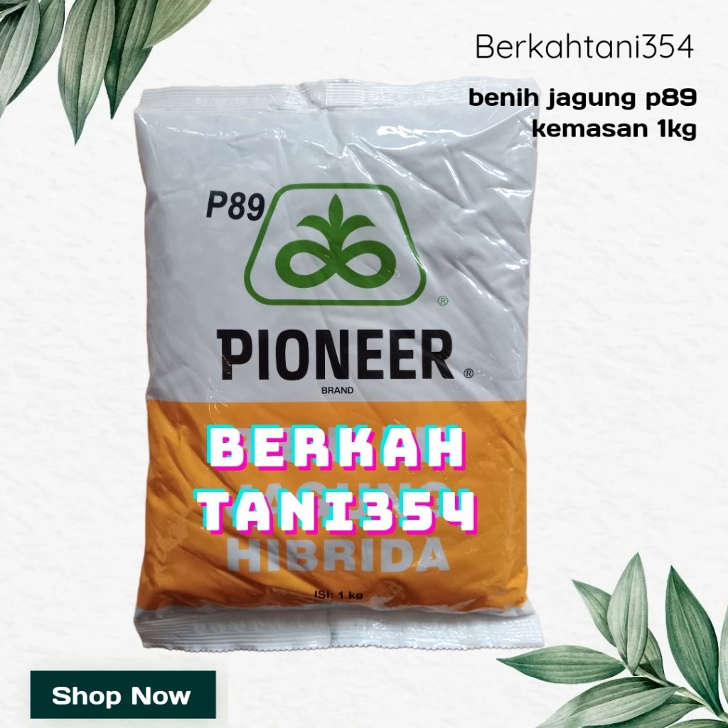 benih jagung hibrida pioner 89 p89 kemasan 1kg benih jagung p89
