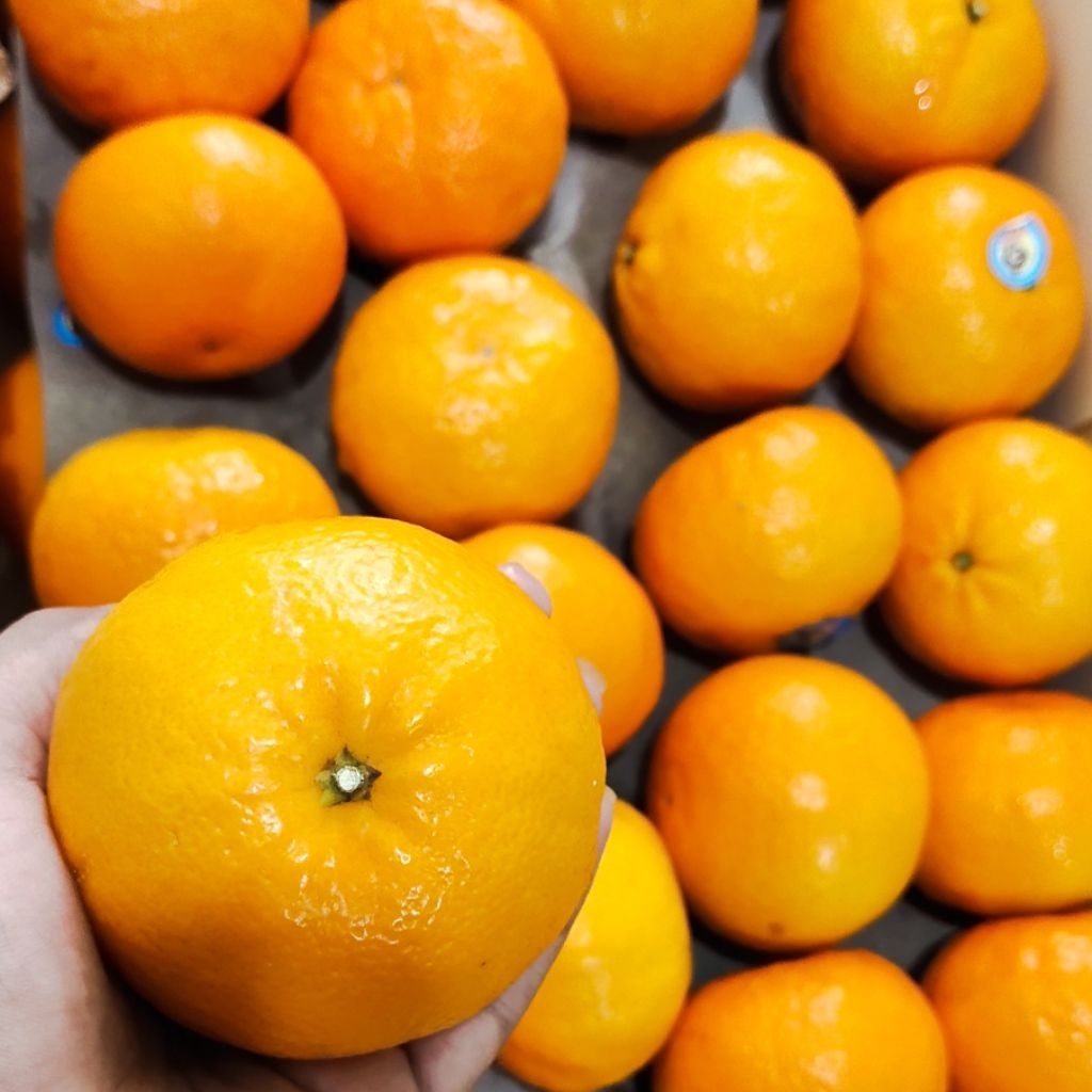 

jeruk wogan mandarin