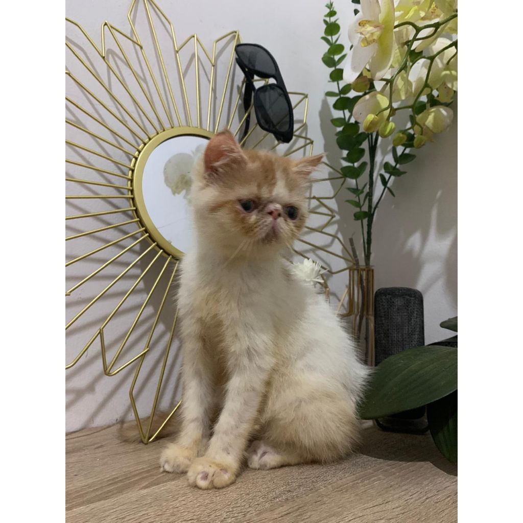 Kucing Exotic short hair Peaknose kitten (kusus sameday/instan)