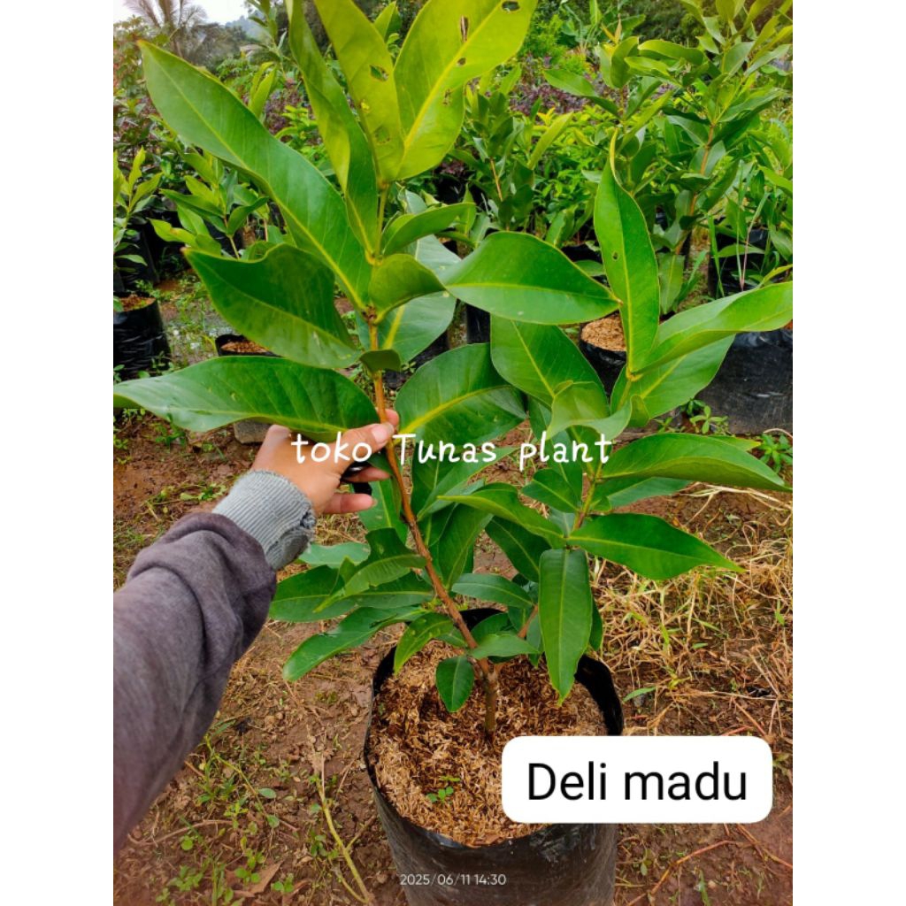 bibit pohon jambu air madu deli / tanaman buah jambu air hijau