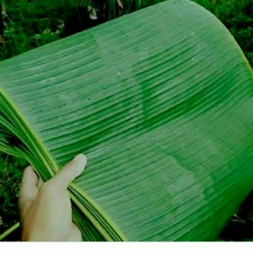

Daun pisang seger asli petani isi 25 lembar