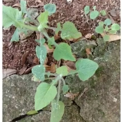 BIBIT RUMPUT JONGHE/CENTONGAN TEMPUH WITANGAN