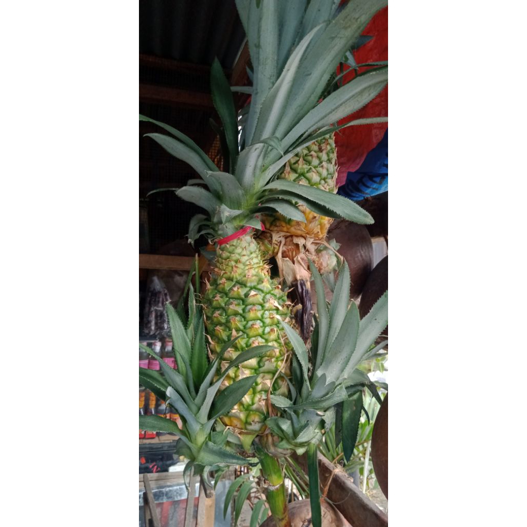 

Nenas Hijau Nenas obat herbal