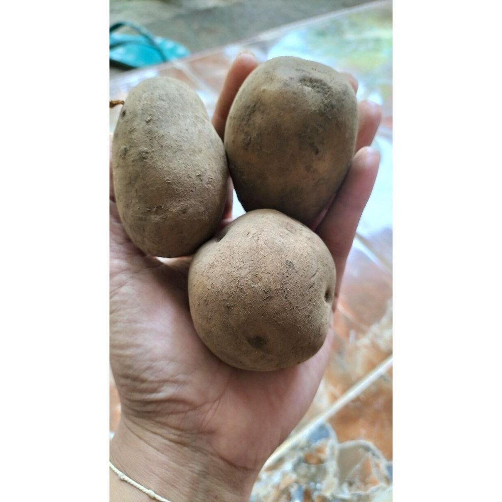 

Kentang Segar Ukuran Sedang kemasan 1kg