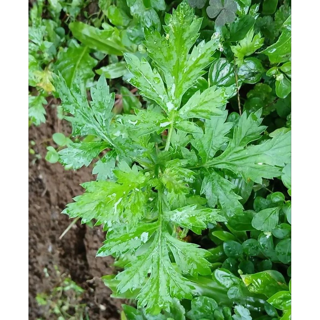 

daun baru cina mugwort daun ngeh lokal mala asli segar per 250gram