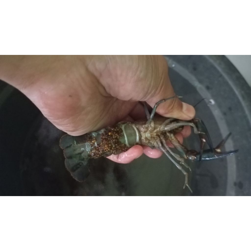 

calon indukan lobster air tawar red claw fress