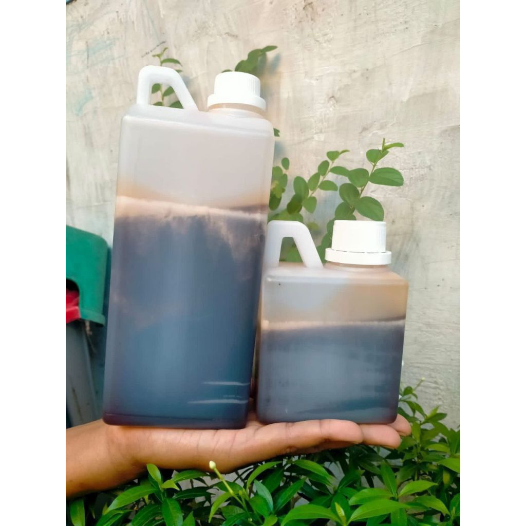 

madu hutan akasia Sumatera