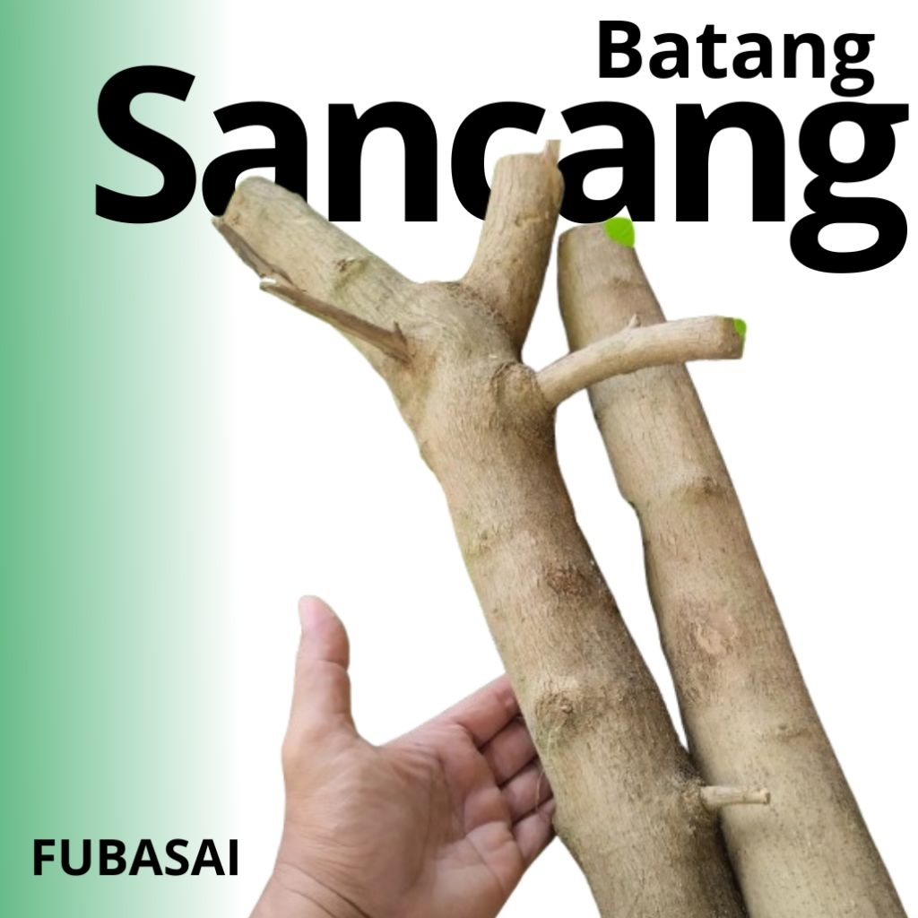 Bahan Bonsai Sancang | Stek Batang Sancang Jumbo