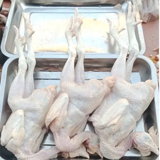 

ayam pejantan/ ayam kalasan