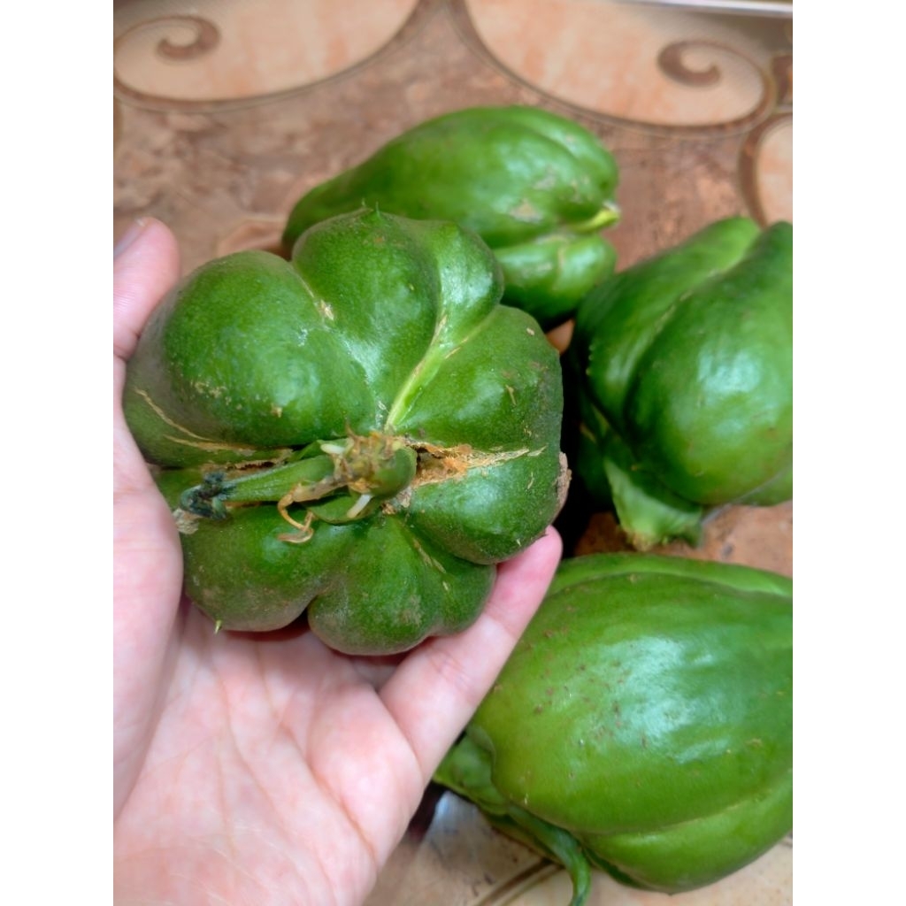 

Bibit Labu siam / WALUH siam siap tanam
