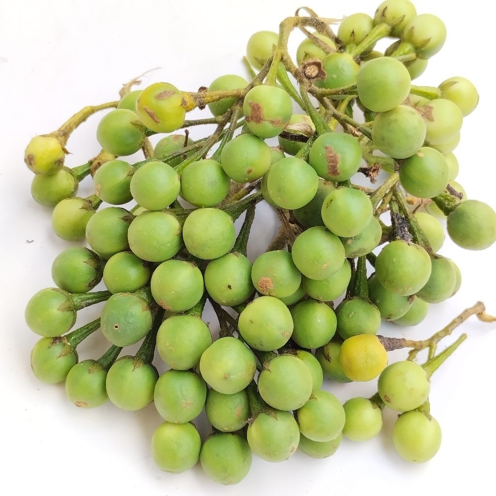 

Tekokak Campokak Terung pipit Lalapan Khas Jawa Barat Berat 500 Gram