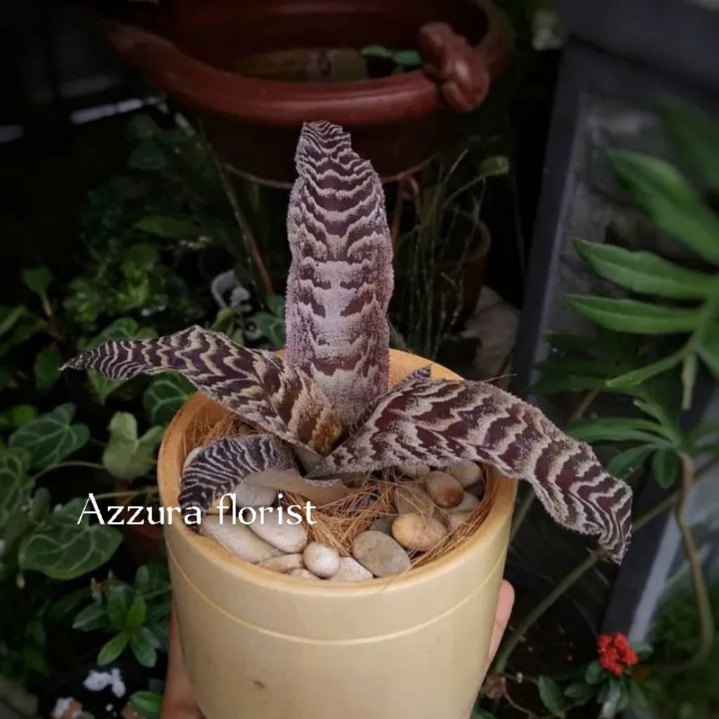 ( BISA COD ) Tanaman hias sansivera tokek