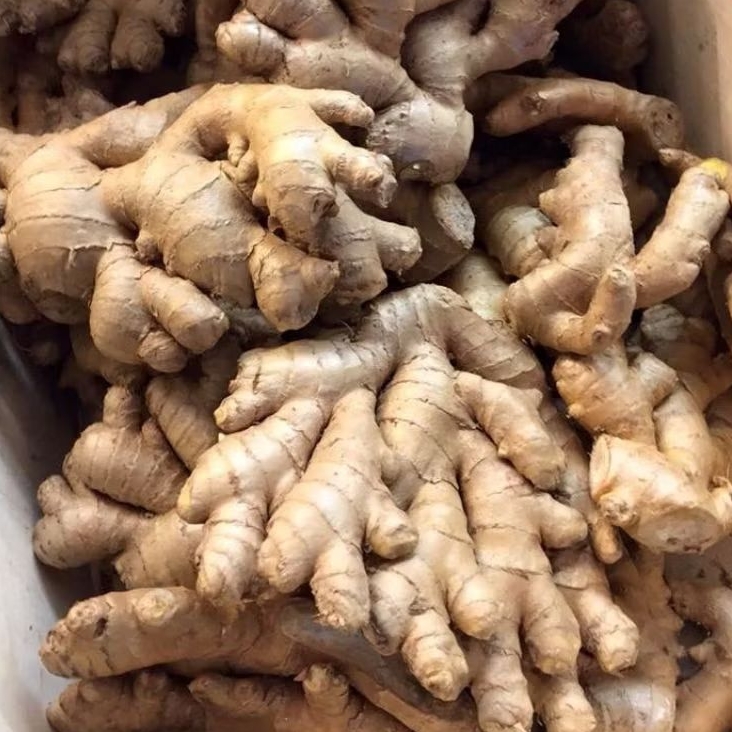 

INSTAN KOTA JAMBI Jahe