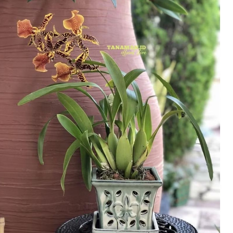 Anggrek Oncidium hybrid berbunga wangi (  Hilo Gold)