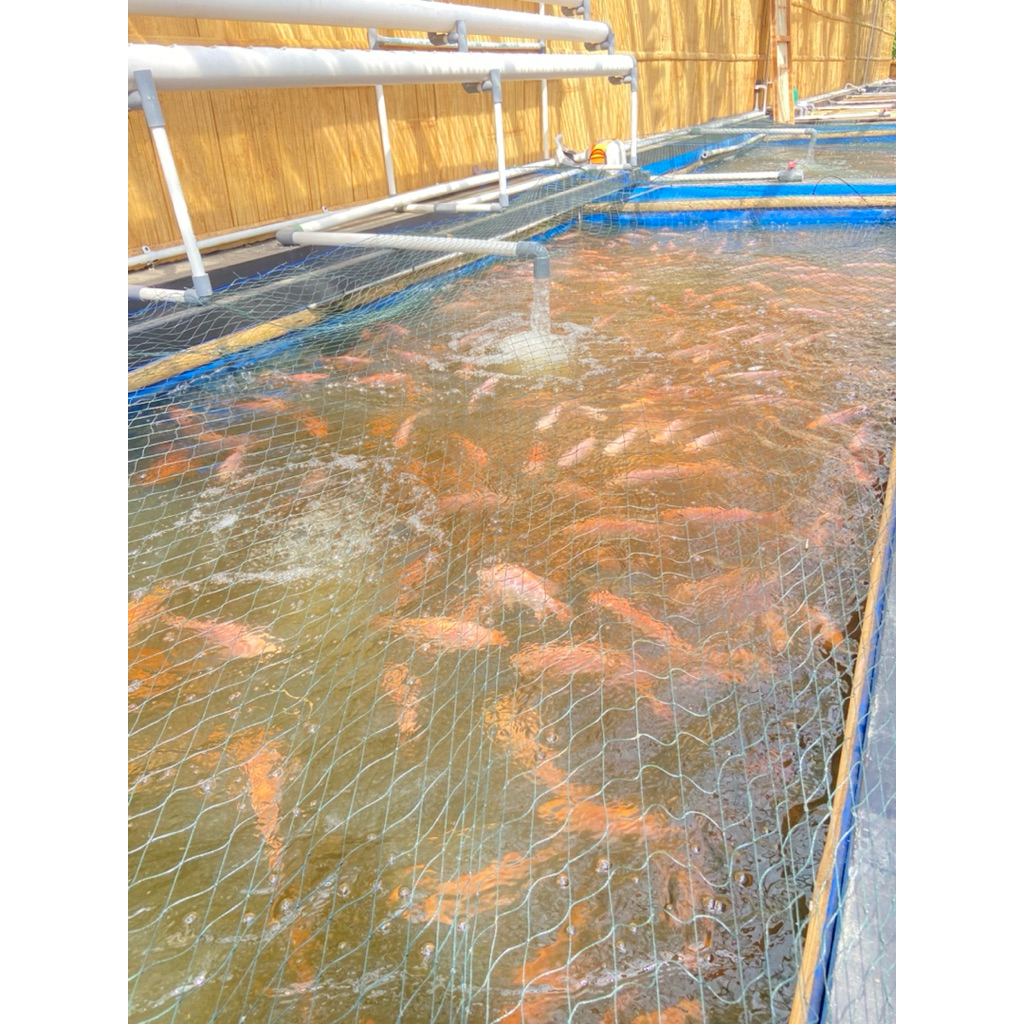 

Ikan Nila Segar Hidup / 1kg isi 3-6ekor