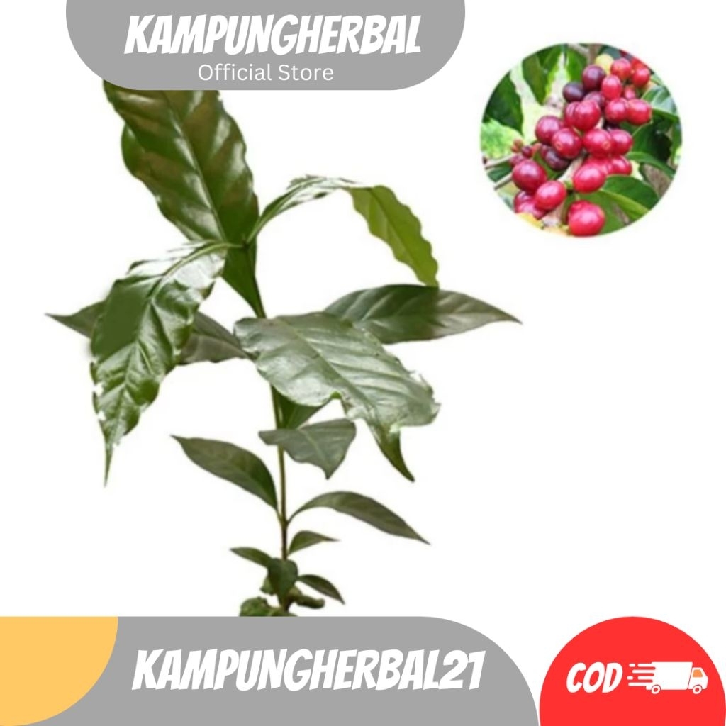 BIBIT KOPI ARABIKA UNGGUL SIAP TANAM