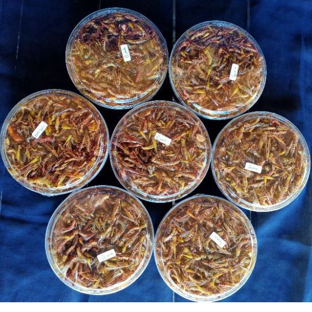 

Belalang Goreng Kriuk Kriuk