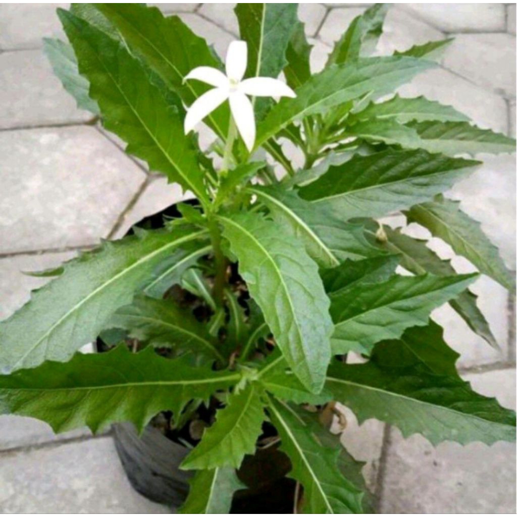 TERMURAH  Tanaman Herbal Kitolod Obat Mata Herbal - Tanaman Kitolod Obat Tetes Mata Herbal