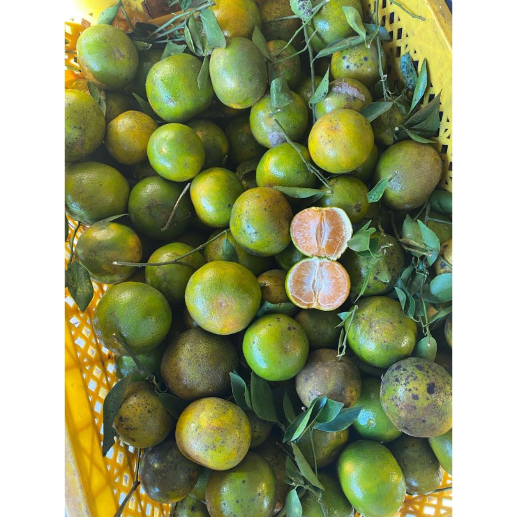 

Buah jeruk Siem madu manis kemasan 1kg