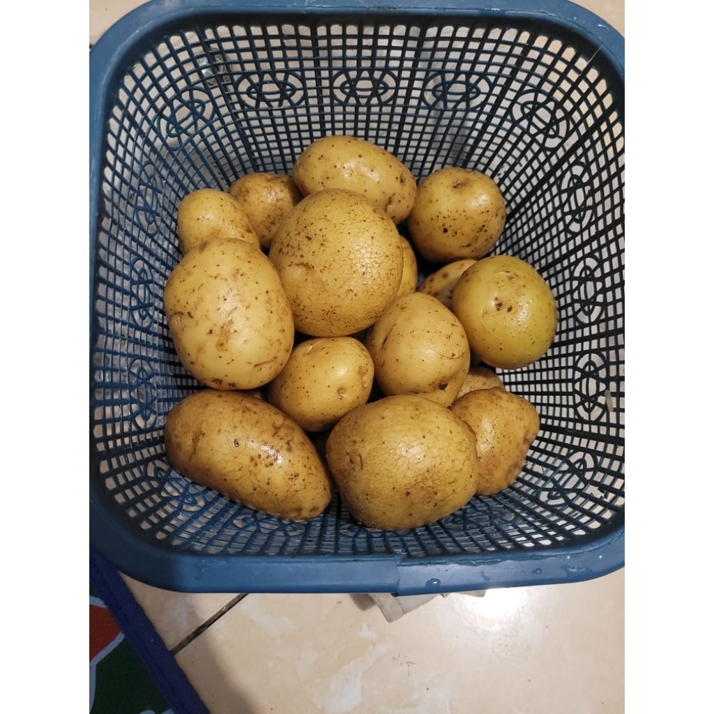 

kentang dieng (sedang) 1kg