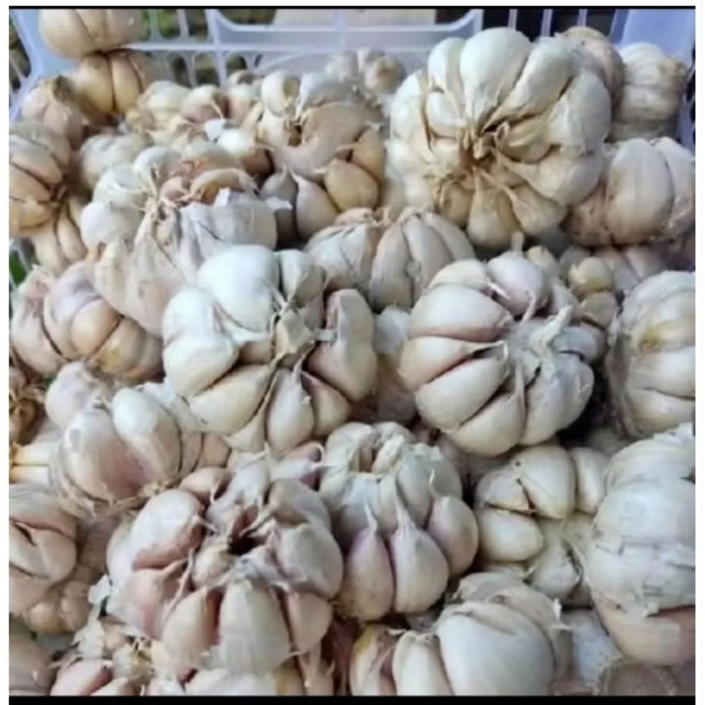 

bawang putih 1kg/bawang putih fresh 1kg