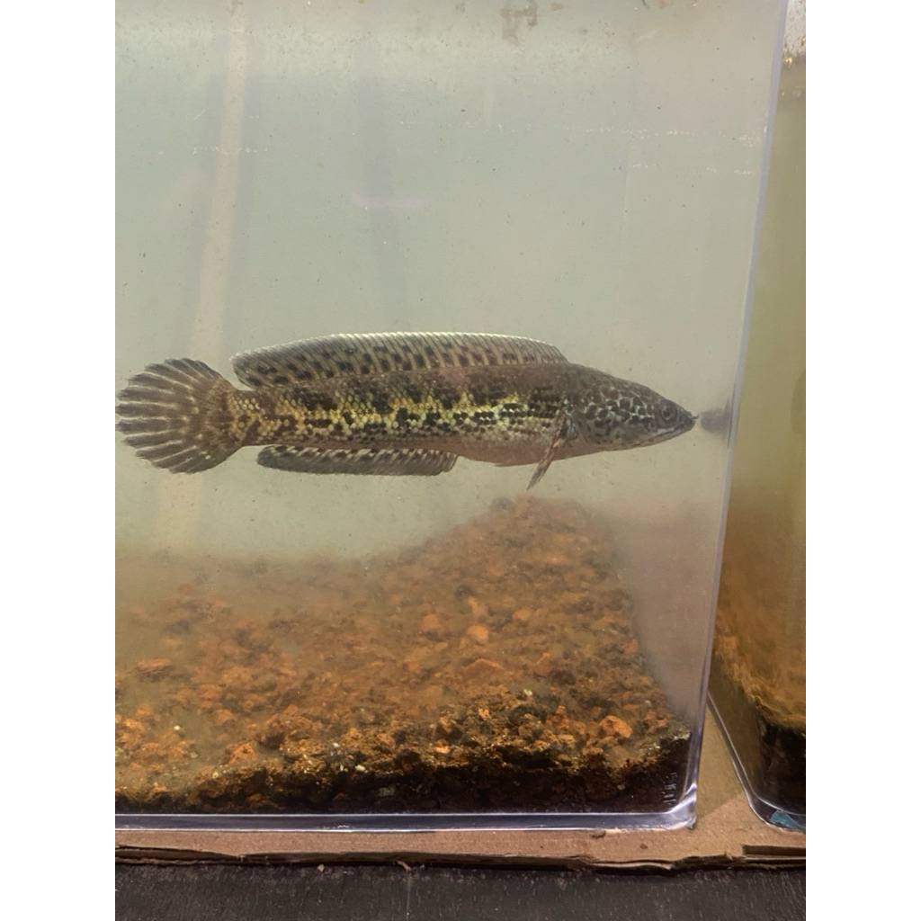 channa auranti sz 15-17cm