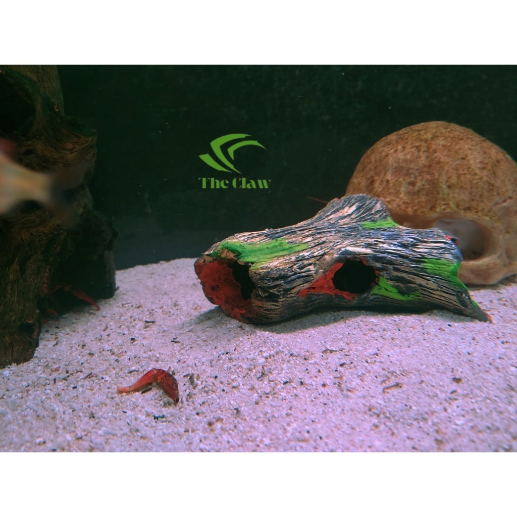 (The Claw) Kayu tempat sembunyi ikan, kayu berlubang tempat sembunyi ikan, hiasan aquarium kayu luba