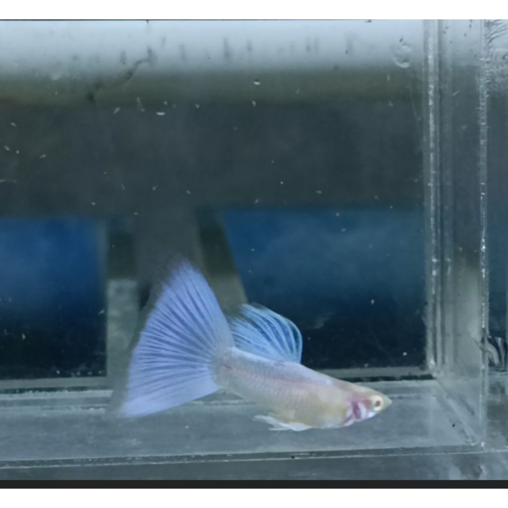 GUPPY SKY BLUE PASANGAN