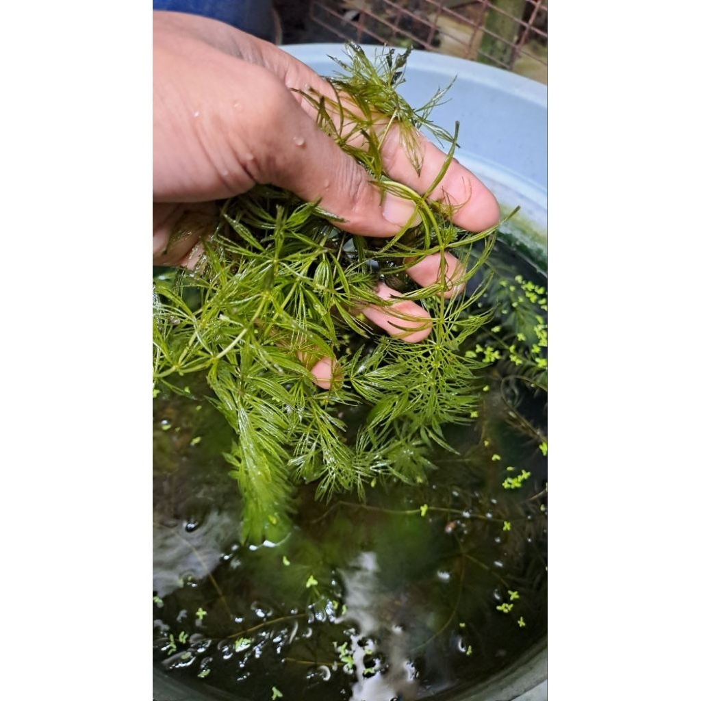 Ganggang Air Ekor Tupai