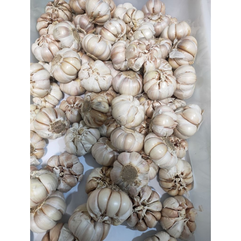 

Bawang putih fresh sayurkita