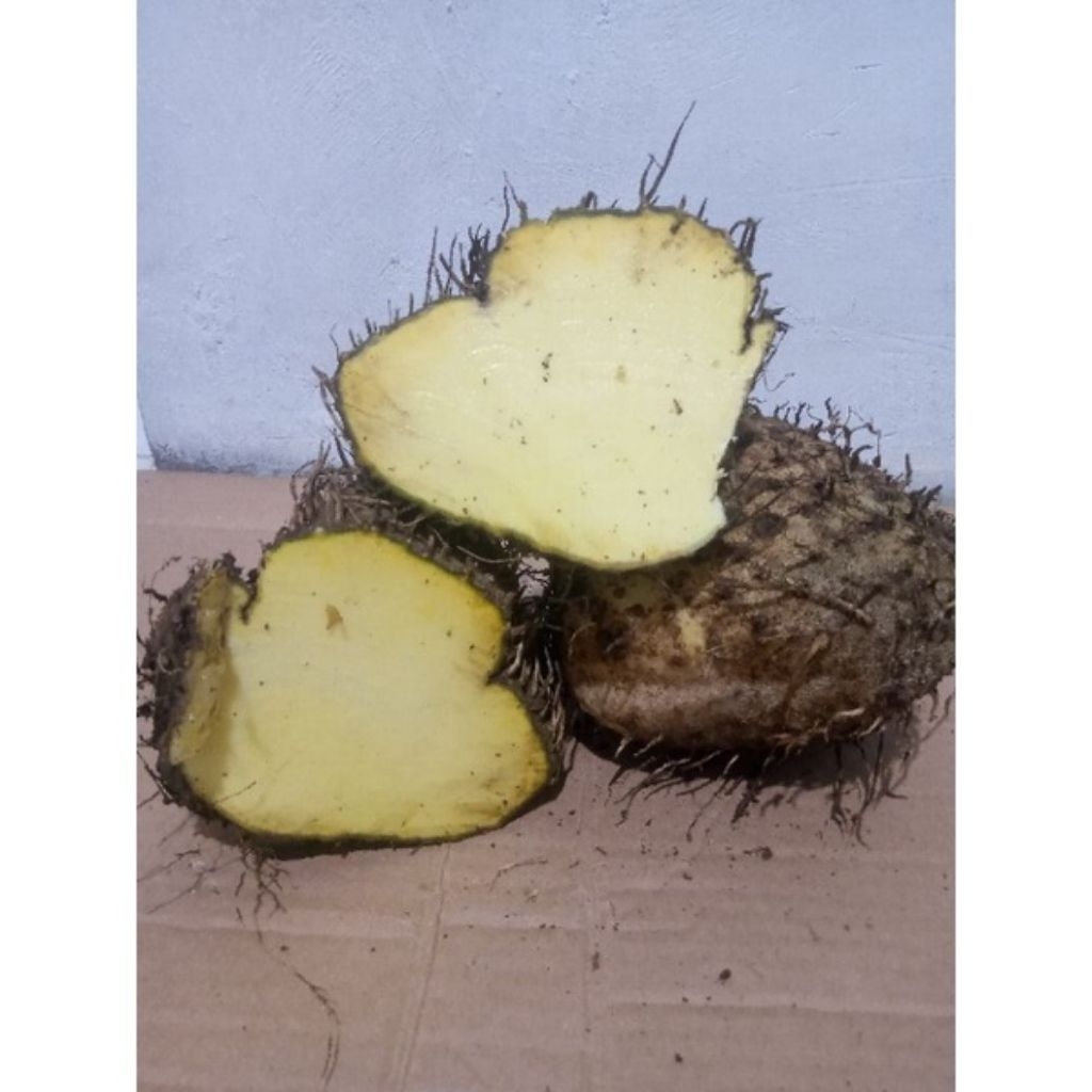 

umbi gadung khas kelud 1 kg