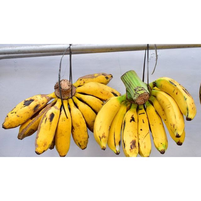 

PISANG MANIS BERKUALITAS