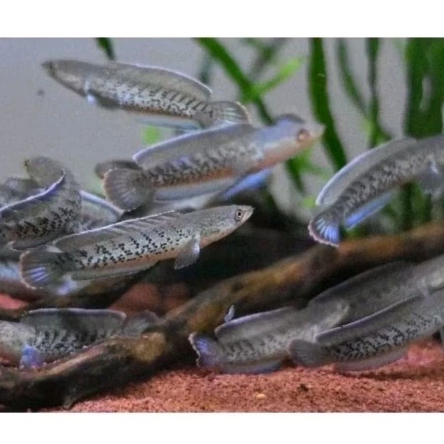 Stewarti Karbialong Premium Kualitas